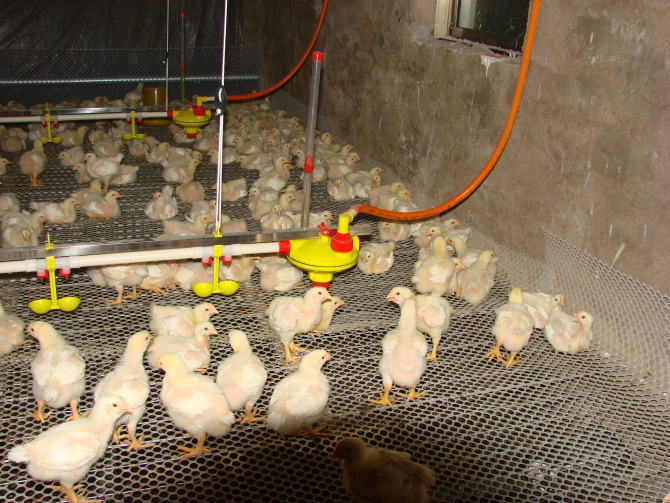 直销新型养殖鸡鸭自动供水线价格