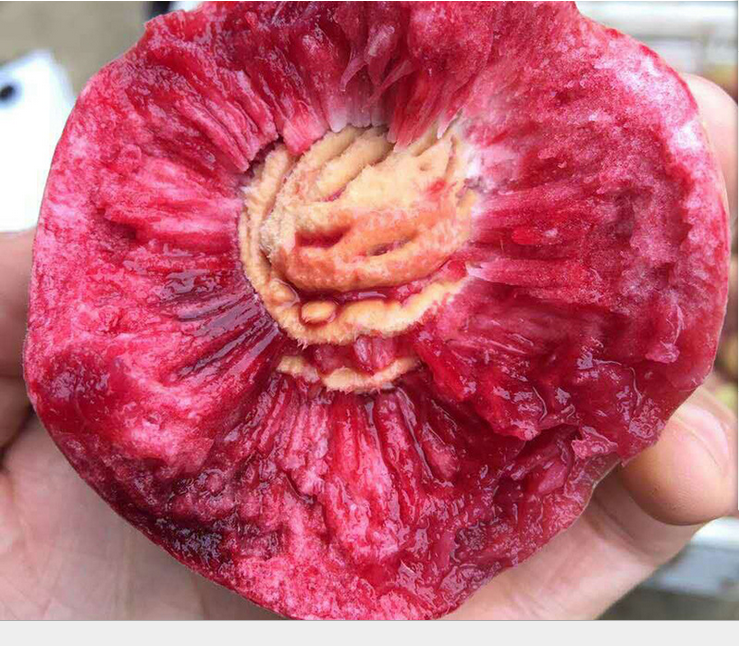 特色水果**水果红参果种植好收益