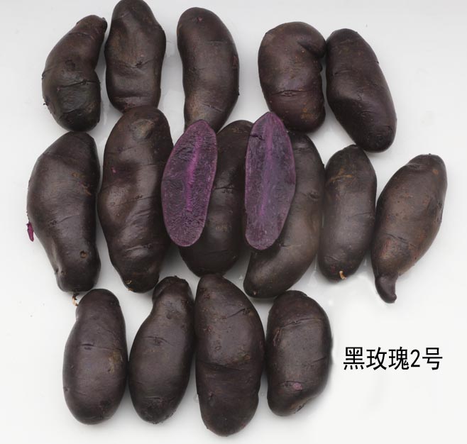 紫玫瑰紫土豆种子紫土豆种薯