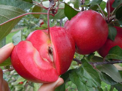 红肉苹果 优质苹果苗可以选择农场育苗基地