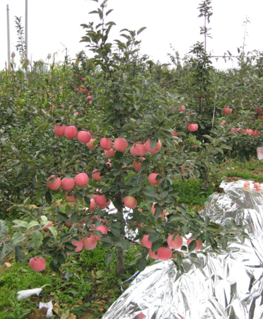 矮化苹果苗 100 优质矮化苹果苗