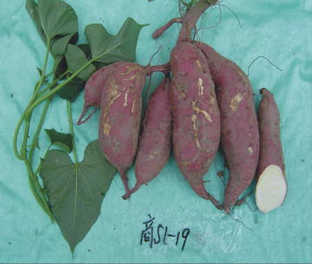 商薯19红薯苗 河南濮阳现代农业