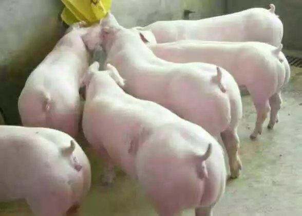 山东养猪场供应三元猪价格