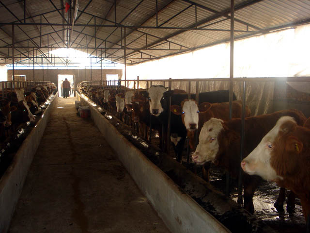 西门塔尔肉牛|西门塔尔价格/山东西门塔尔牛母牛养殖场