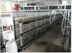 潍坊笼养肉食鸭全套设备厂家推荐 笼养肉食鸭全套设备供应商