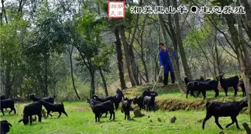 湖南长沙 湘美黑山羊 春季放羊技术