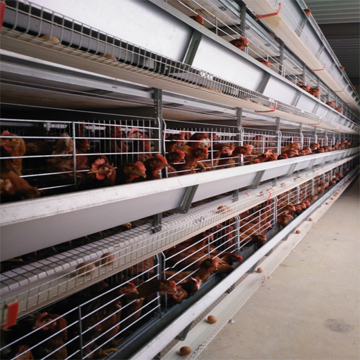 金凤鸡笼 垦利 金凤G28自动化养鸡设备 重叠式鸡笼