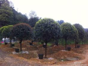 湖南培育桂花树，8-20厘米桂花树，桂花树品种多