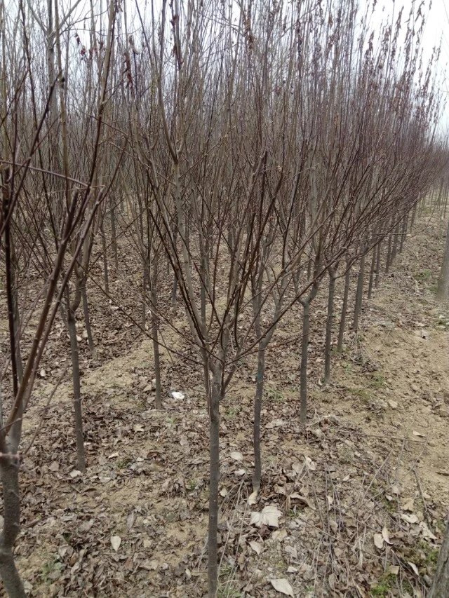 河南紫叶李种植基地，紫叶李价格，河南红叶李，紫叶李红叶李批发，河南花木，河南苗木价格，河南鄢陵