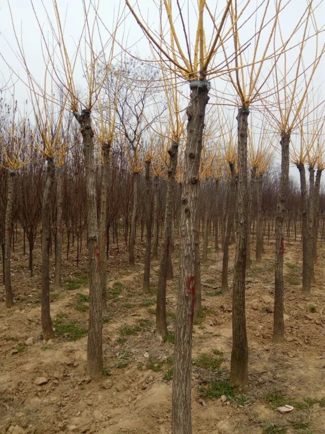 河南金枝槐种植基地批发，金枝槐价格，金枝槐批发