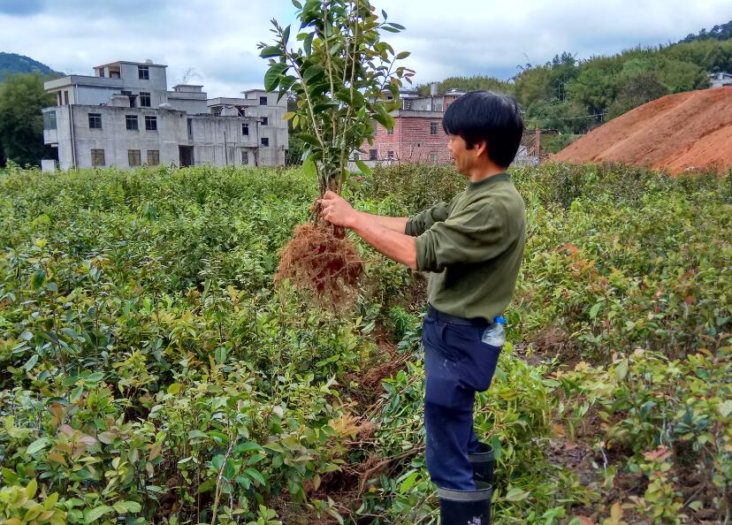 金花茶嫁接砧木，金花茶砧木，软枝油茶实生苗大苗批发价格