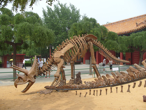 上海欢歌恐龙骨架展览租赁出租/恐龙骨架厂家制作安装低价格租售/恐龙化石厂家直销