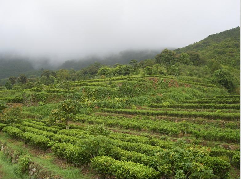 专门种植凤凰单丛茶茶苗 品种多样