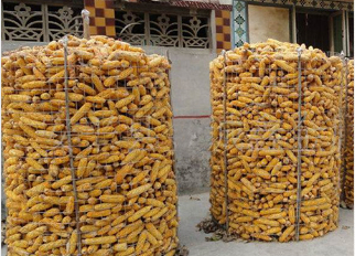 大型圈玉米网报价 邯郸大型圈玉米网 中国台湾圈玉米网加工