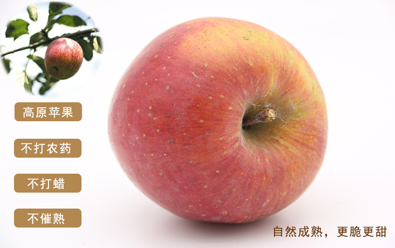 七彩云味野苹果