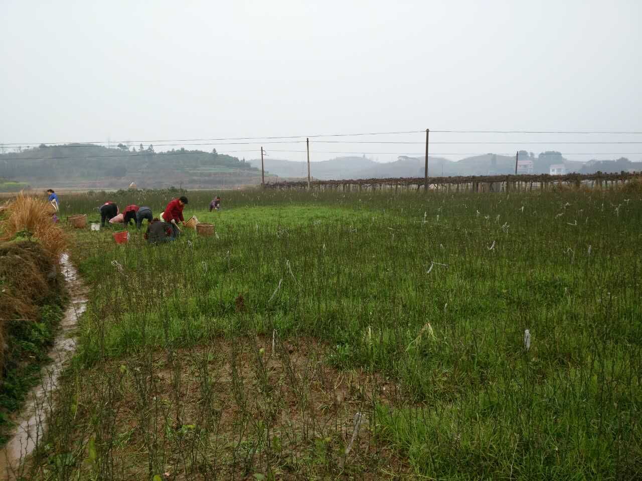 供应主营柑橘苗，柑橘苗营销基地