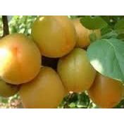 陕西金太阳杏批发价格丰源红杏种植产地，凯特杏批发基地