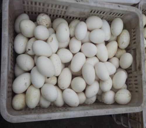 鹅种蛋价格 专业鹅种蛋批发 大量回收鹅种蛋批发