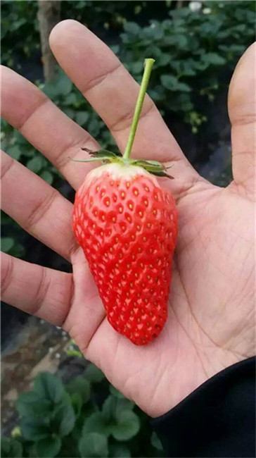 山东红颜草莓苗培育批发基地