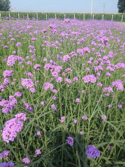 青州宿根花卉种植基地