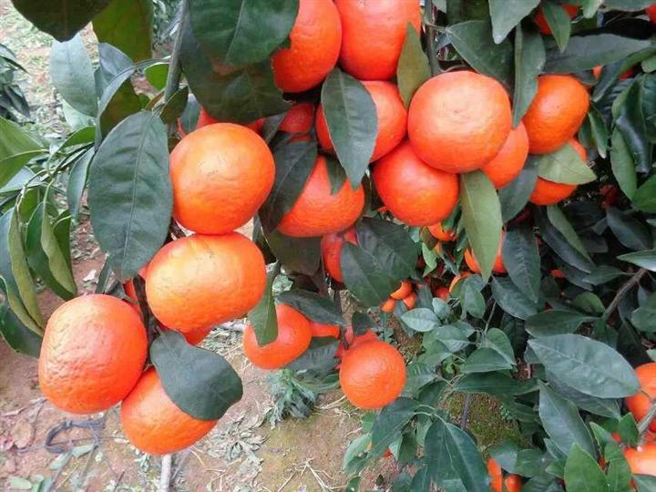 重庆柑橘苗批发，重庆柑橘苗特点，重庆柑橘苗出售