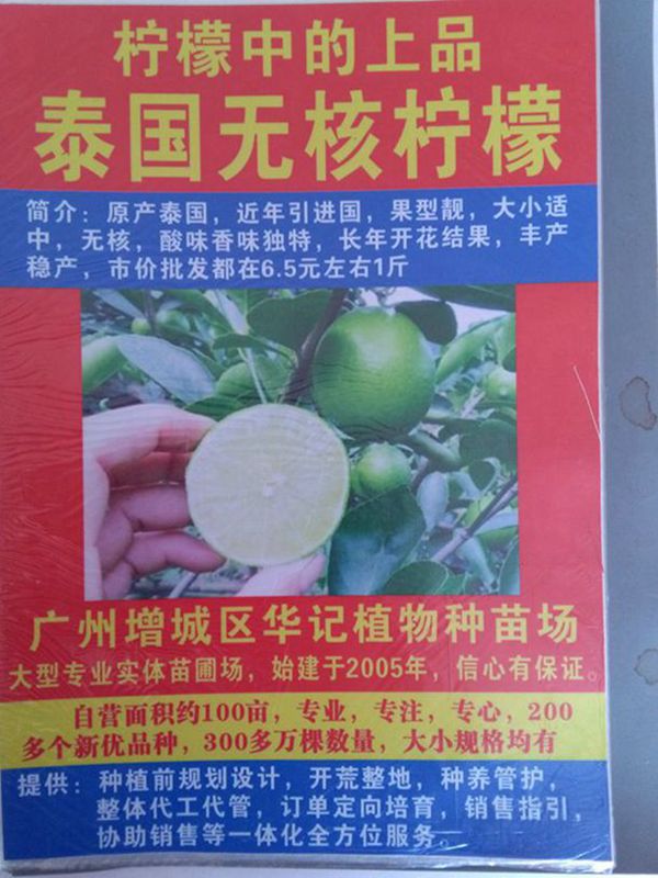 中国台湾香水柠檬苗，青皮无核柠檬苗，西柠苗，无籽青柠苗