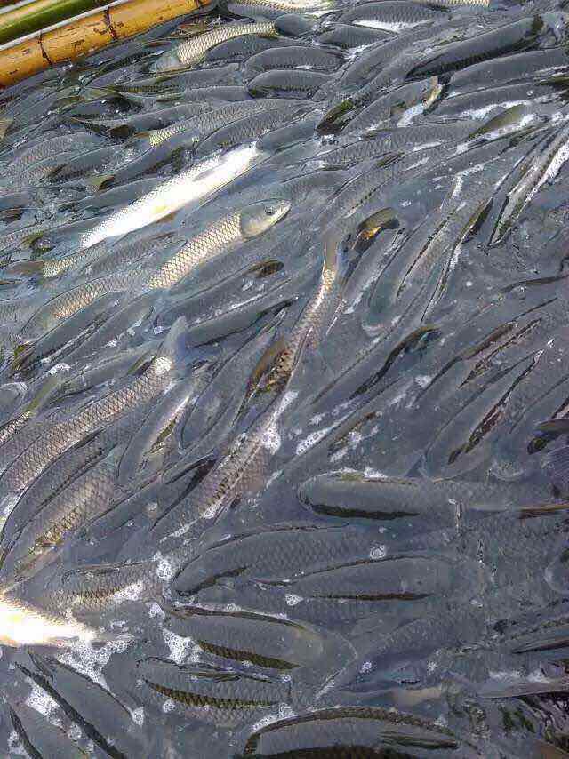 福州原生态鲢鱼批发加工养殖基地