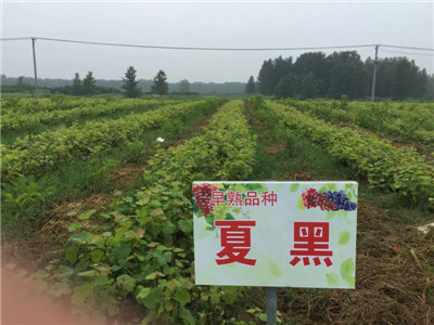 萧县老百姓家庭农场葡萄基地大量供应优质夏黑葡萄苗