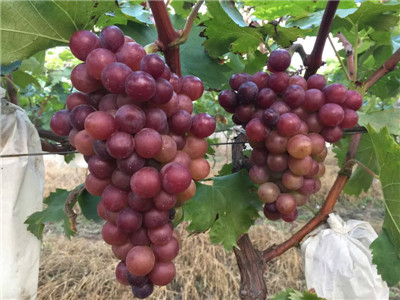 萧县大沙河生态园葡萄基地大量供应新鲜玫瑰香葡萄
