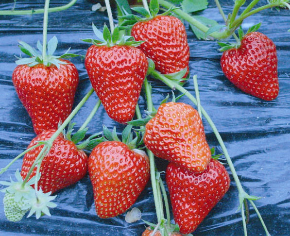 河南洛阳 田园之春生态园 优质红颜草莓种苗基地 低价批发