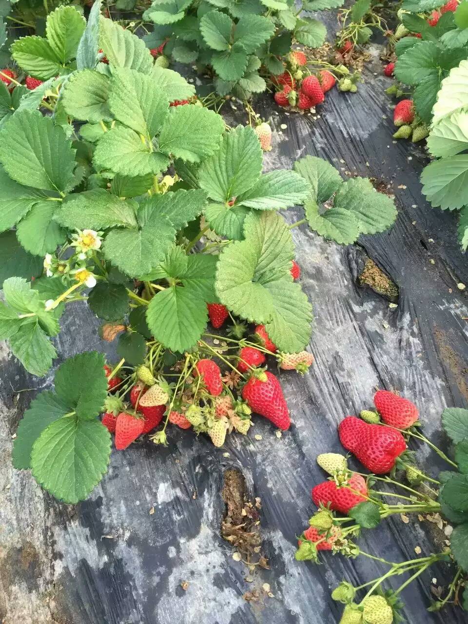 优质草莓苗 草莓苗批发 品种齐全 容易种植 成活率高