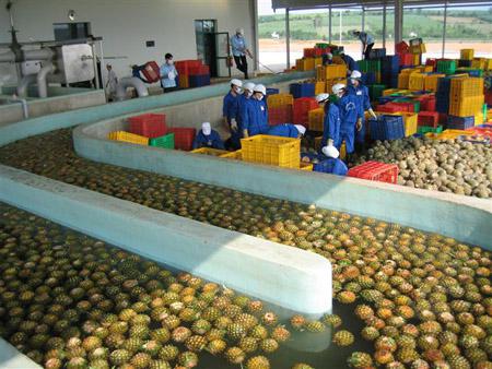 沃迪装备：专业提供芒果菠萝加工设备/芒果汁菠萝汁生产线