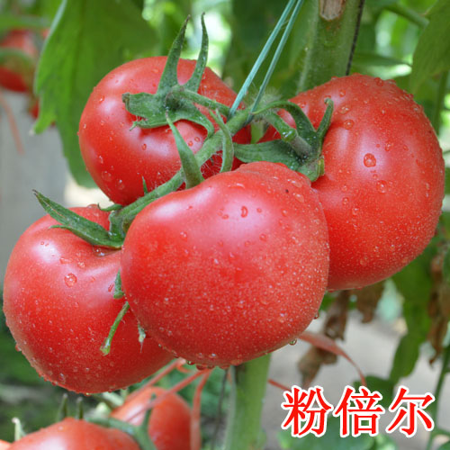 科尔种业粉倍尔西红柿种子 番茄新品种