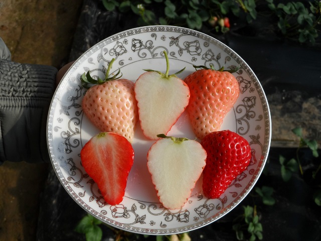 山东小白草莓苗育苗基地，白草莓苗价格