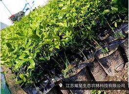 红豆树供应厂家 江苏红豆树价格