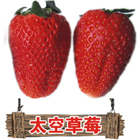 有便宜阿尔比草莓种苗 脱毒贵美人草莓苗批发基地