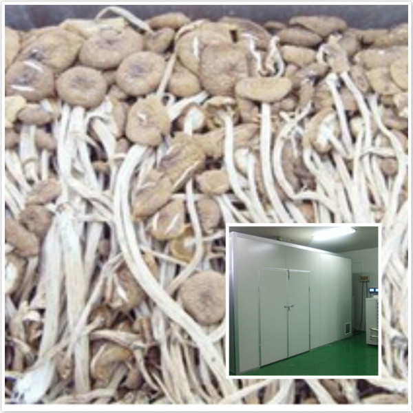 厂家生产茶树菇烘干机 食用菌烘干机