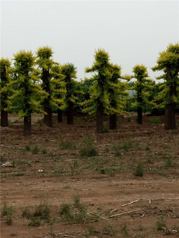 大型金叶榆，山东造型榆树供应基地