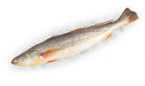 进口优质赤鮸鱼 3斤以上 编织袋包装/35公斤
