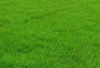 合肥马尼拉草坪-合肥马尼拉草坪批发价格