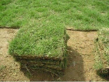 滁州草坪种植技术-滁州草坪批发公司