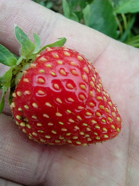 甜宝草莓苗价格，山东甜宝草莓苗育苗基地