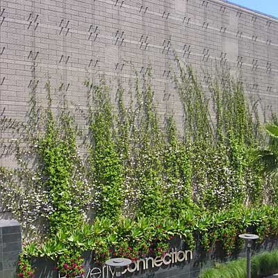 东莞企石植物攀爬上墙种植、横沥住宅小区园林绿化修建