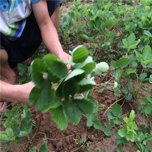 奶油草莓苗的产量 奶油草莓苗的移栽季节 有草莓苗基地