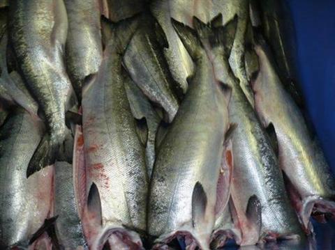 埃及三文鱼进口清关专业操作进口