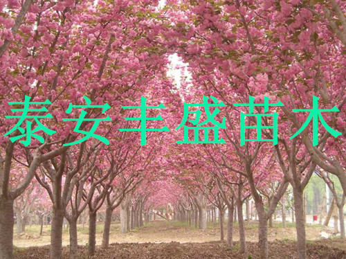 日本樱花价格晚樱花树价格早樱花树价格