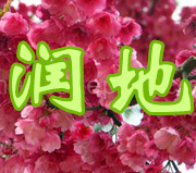 山东泰安4公分樱花价格/日本关山粉红色重瓣晚樱花