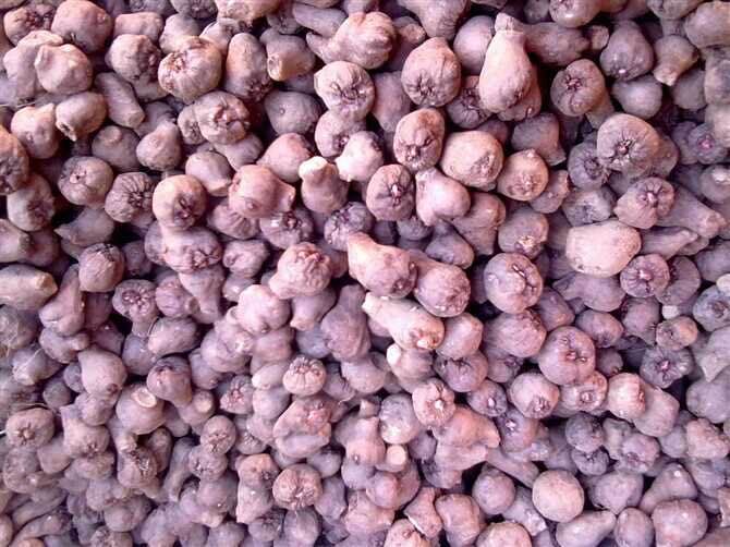 贵州魔芋种子 魔芋种子销售 贵州魔芋种子批发商 魔芋批发 贵州魔芋种子批发价格、贵州魔芋种植