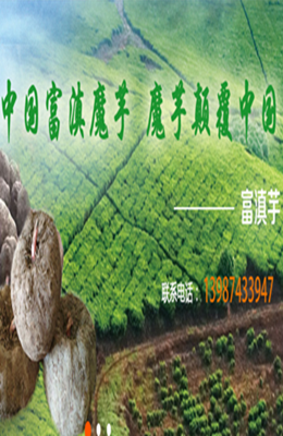 贵州魔芋种子报价商 贵州魔芋种子批发价格 贵州魔芋种子较新报价 贵州魔芋种子厂家 魔芋种子一斤 贵州魔芋种子销售