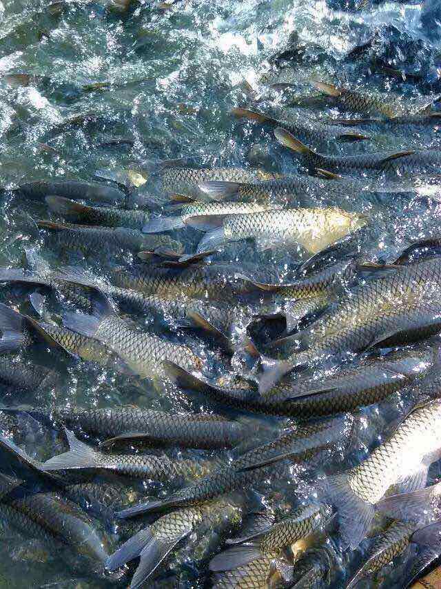 龙岩*淡水鱼鲢鱼批发专业鲢鱼养殖加工批发配送供应商